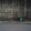 Yellow Flower