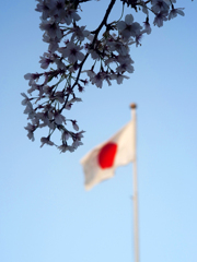 国旗と桜