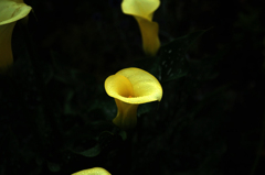 CALLA-2