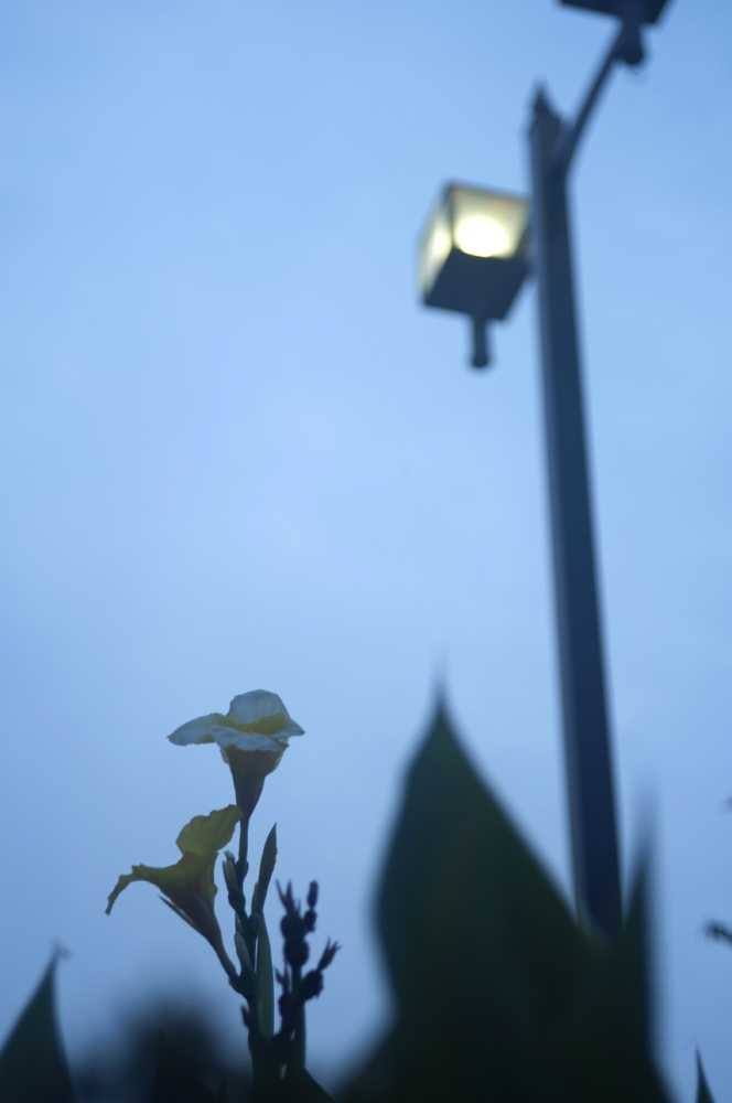 夜明けのカンナ