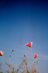 秋桜