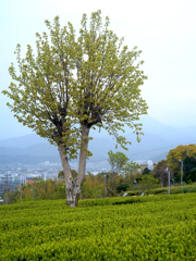 茶の木柿の木