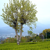 茶の木柿の木