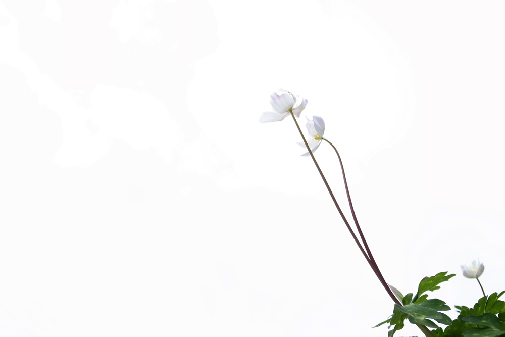 二人で一人　二輪草
