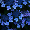 紫陽花