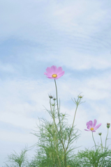 初夏秋桜