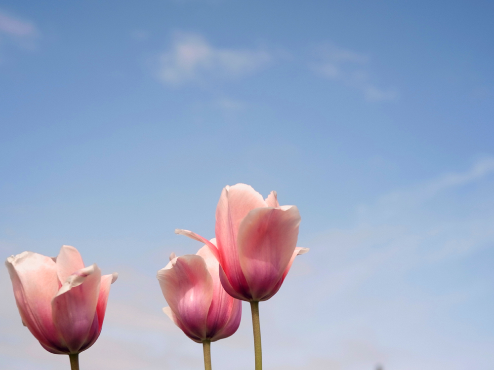 Alice Tulip one