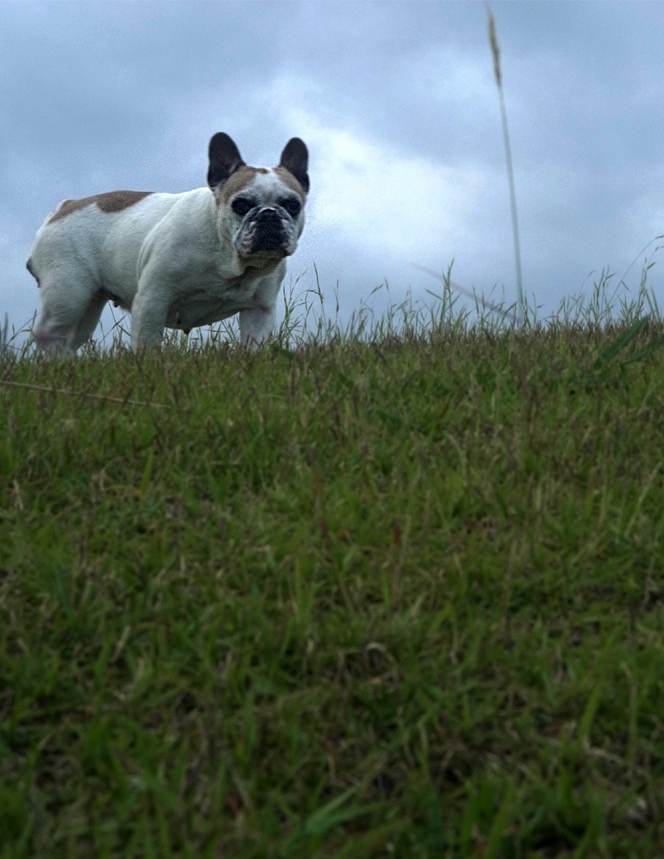 FRENCH BULLDOG