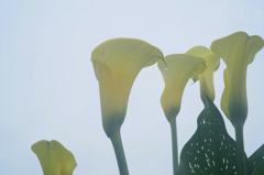 CALLA-1