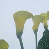CALLA-1