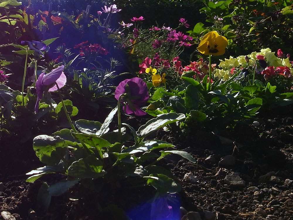 ヘソを曲げた黄色のパンジー