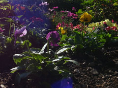 ヘソを曲げた黄色のパンジー