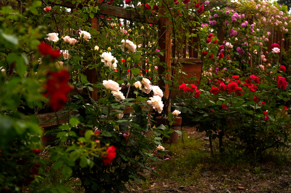 薔薇の園