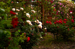薔薇の園