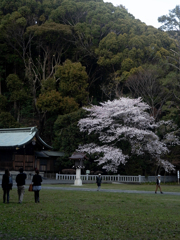 境内の桜