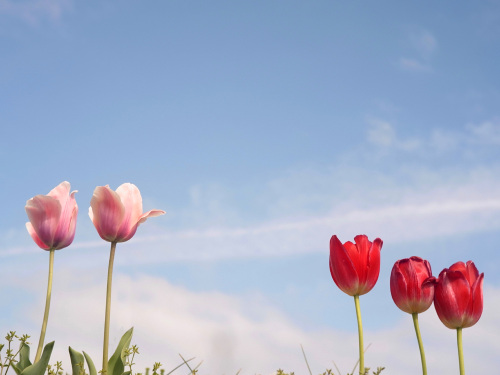 Alice Tulip two