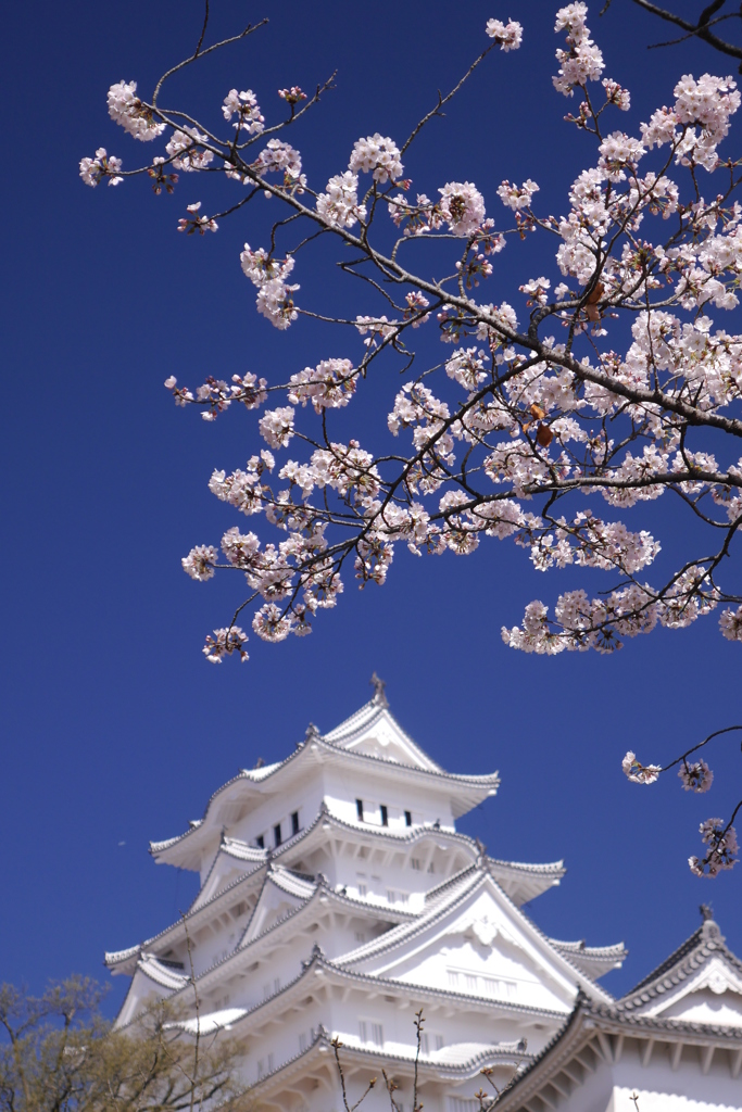 姫路城　待ちわびた春　２