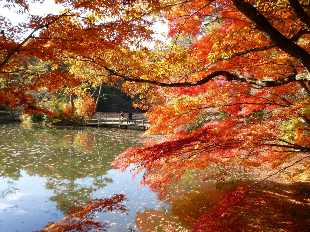 紅葉日記