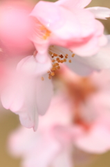 "春が来た"　in my garden