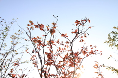 夏ハゼ紅葉No２