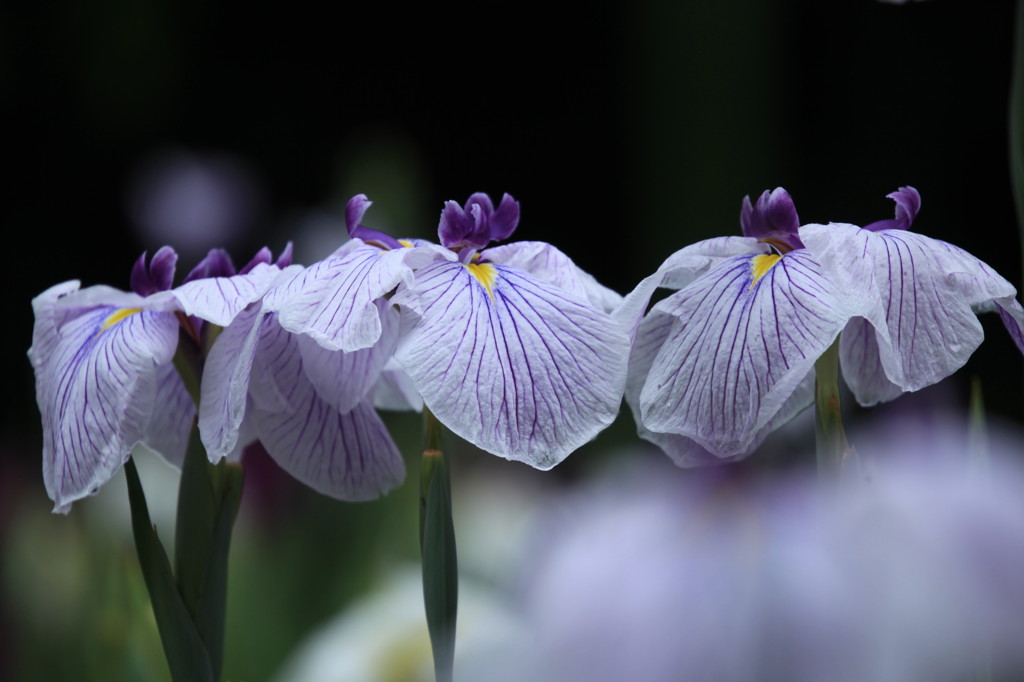 6月の花