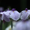 6月の花