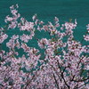 Sakura in green・film