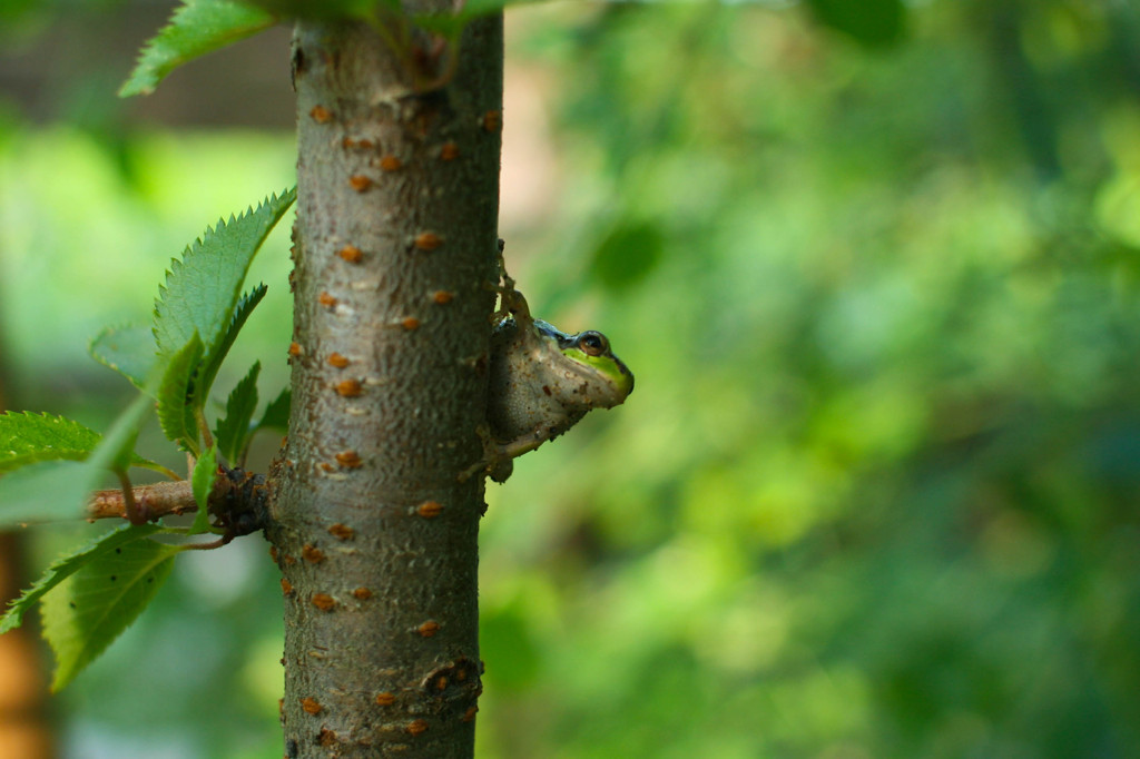 green in greens