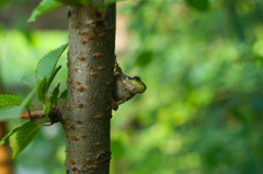 green in greens