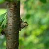 green in greens