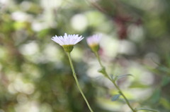 white small flower