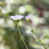 white small flower