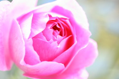 Rose / Madam Renahy