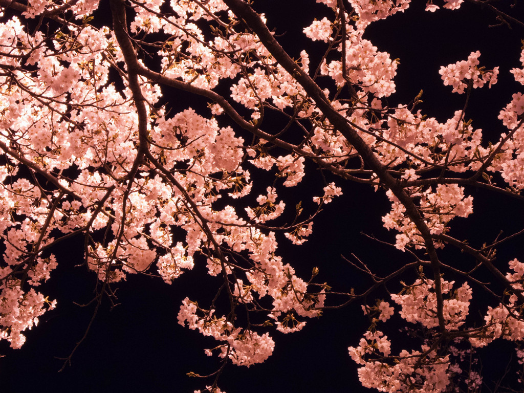 夜空の桜