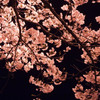夜空の桜