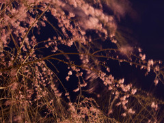 Windy Cherry