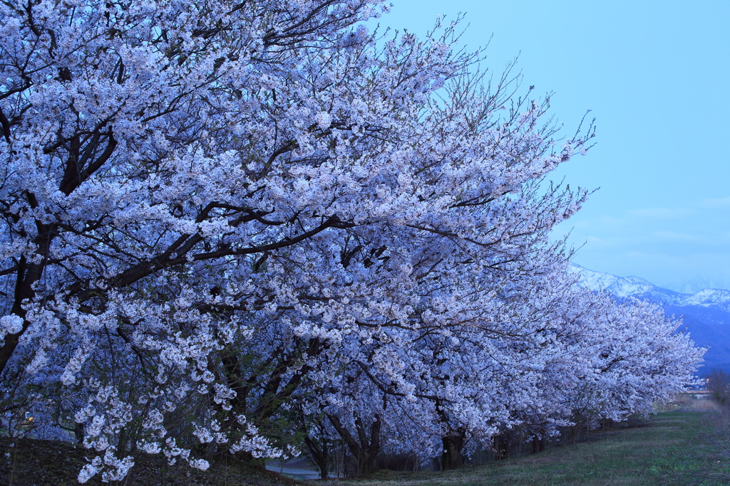 cherry in blue