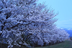 cherry in blue