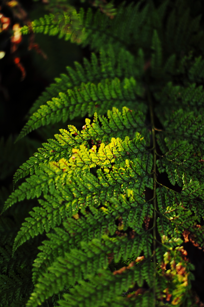 green