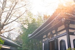 長谷寺の春