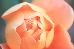 orange rose
