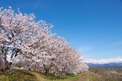 青い空、満開の桜、そして立山連峰