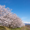 青い空、満開の桜、そして立山連峰