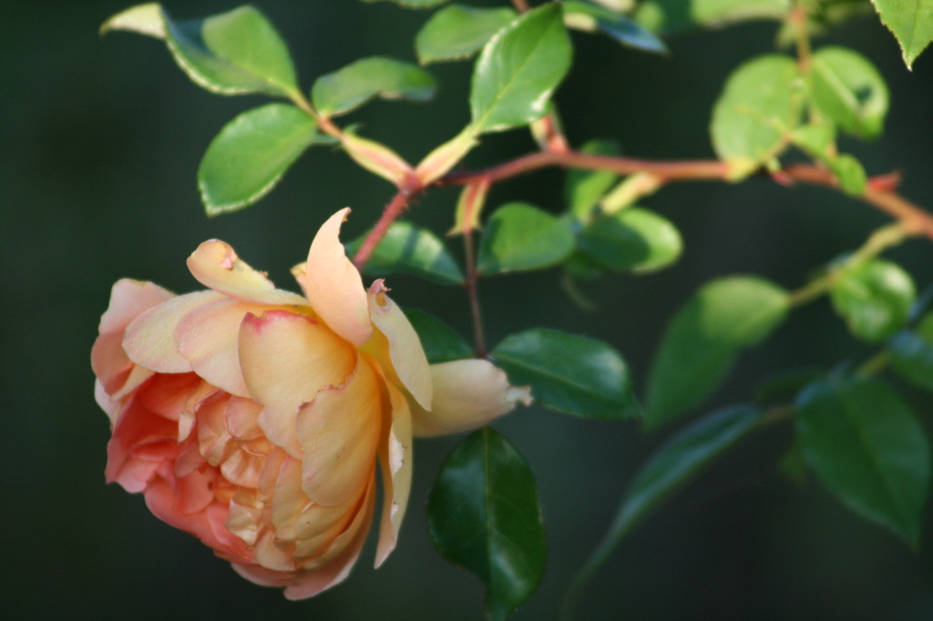 Rose / Pat Austin