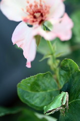 pink & green