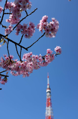 青空と桜と東京タワー