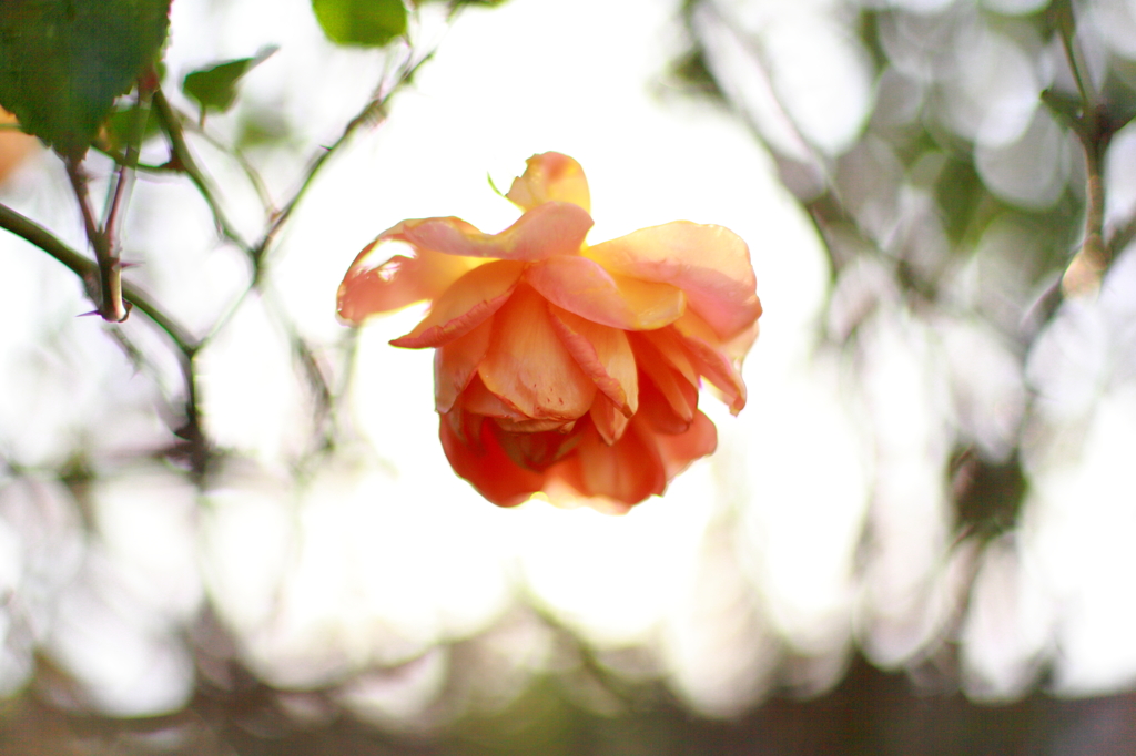 winter roses : orange