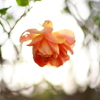 winter roses : orange