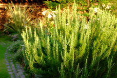 rosemary