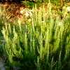 rosemary